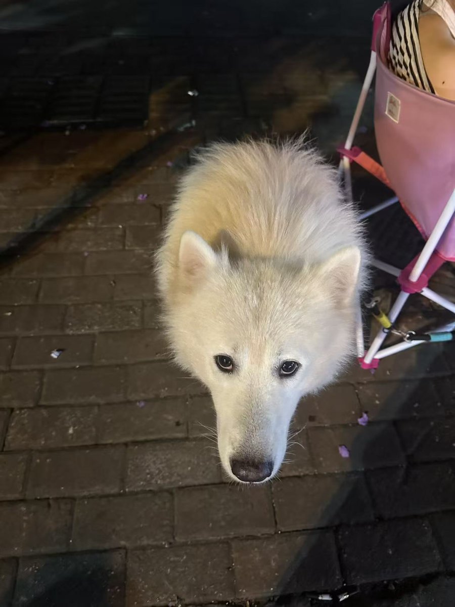 na_6u's tweet photo. 犬種分からないけどかわいい https://t.co/bDXS1kzhcv