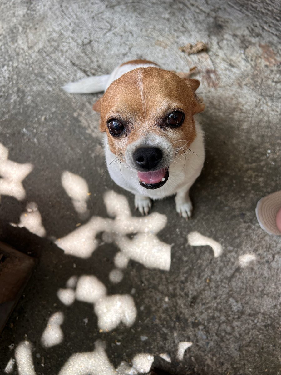 kkiggyi's tweet photo. Mutis miren a mi perrito y perrita son hermosos o ne https://t.co/HmWu8uJ2tS