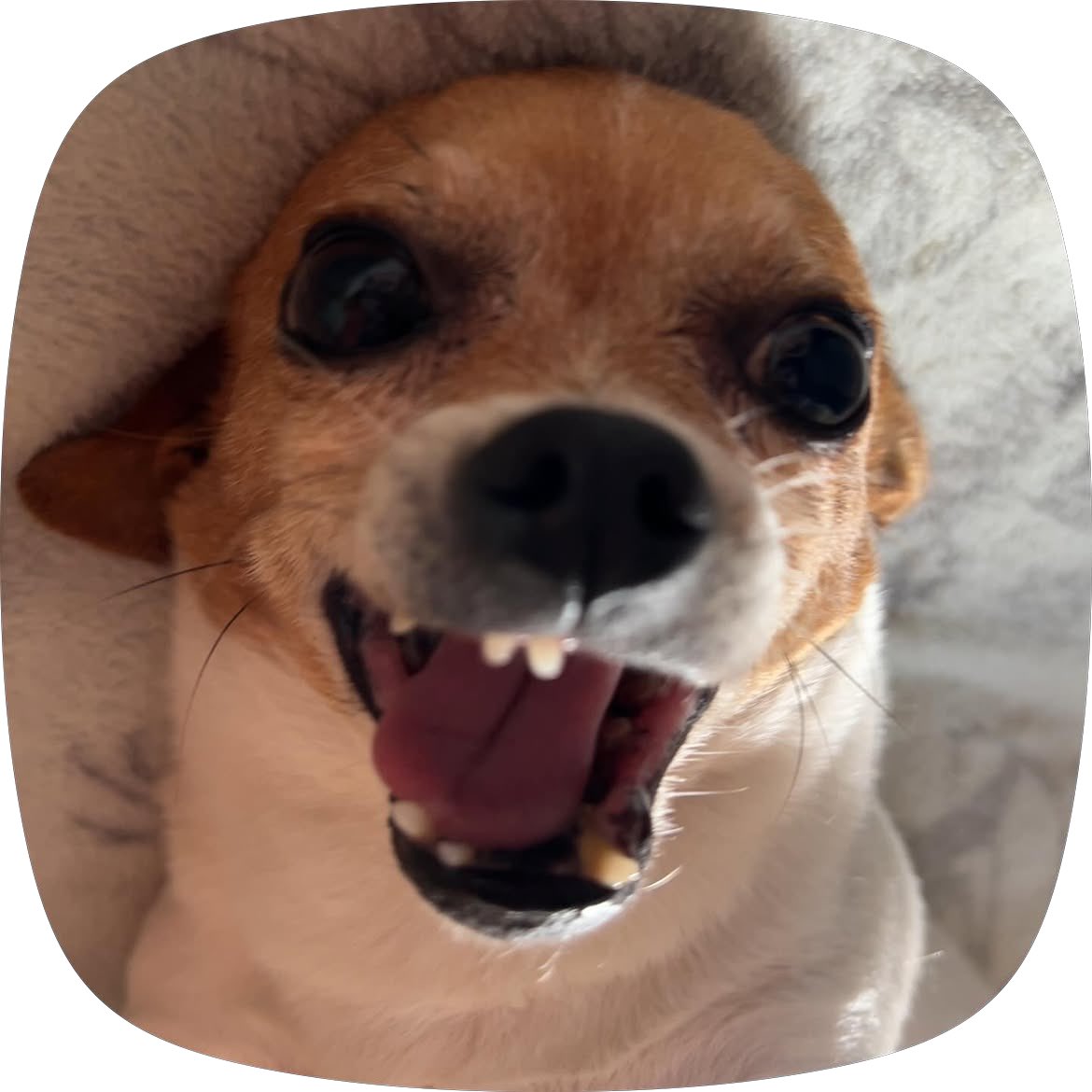 kkiggyi's tweet photo. Mutis miren a mi perrito y perrita son hermosos o ne https://t.co/HmWu8uJ2tS