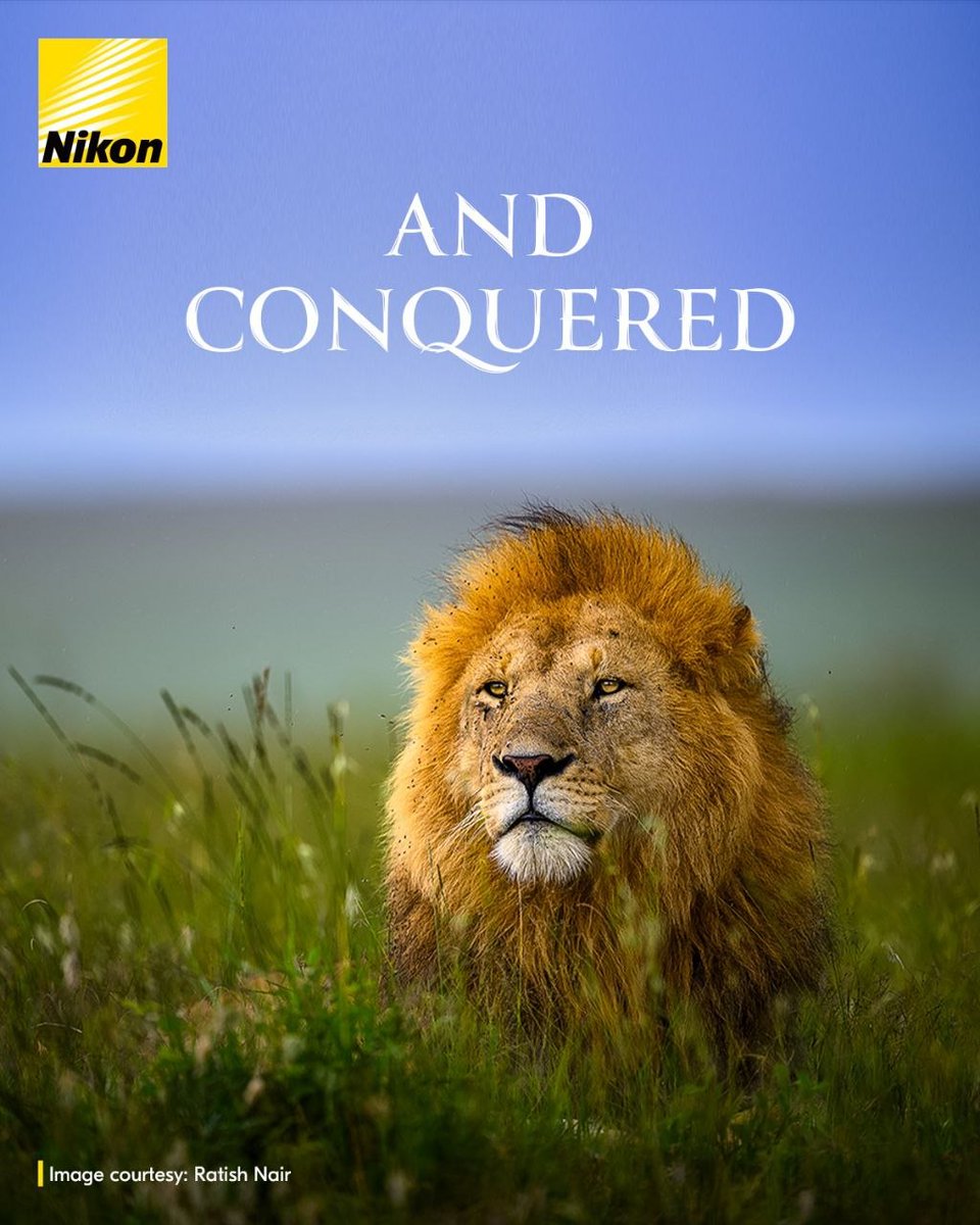 NikonIndia's tweet photo. From a curious cub to a fearless king, the proud leader, becomes a pride leader.
#WorldLionDay

#Nikon #NikonIndia #NIKKOR #NikonPhotography https://t.co/eg5RB4vtKz