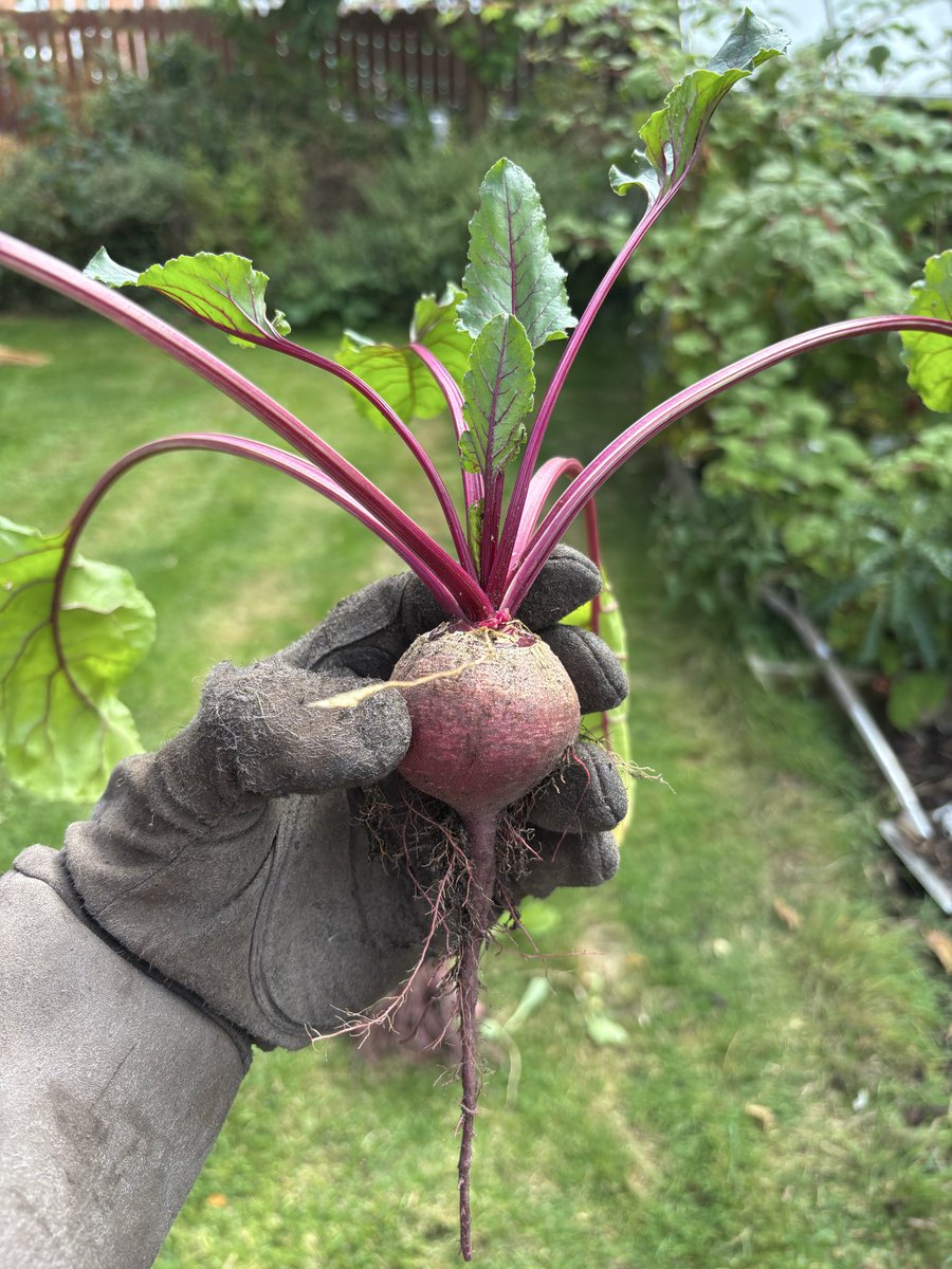 Ruby__Kitchen's tweet photo. Have many fond memories of always having home pickled beetroot at home growing up along with weapons grade home grown onions from Nanna’s garden.  Considering the horrendous weather and the fact we have a bellend Labrador this is a good haul. https://t.co/OvIoUuUf4B
