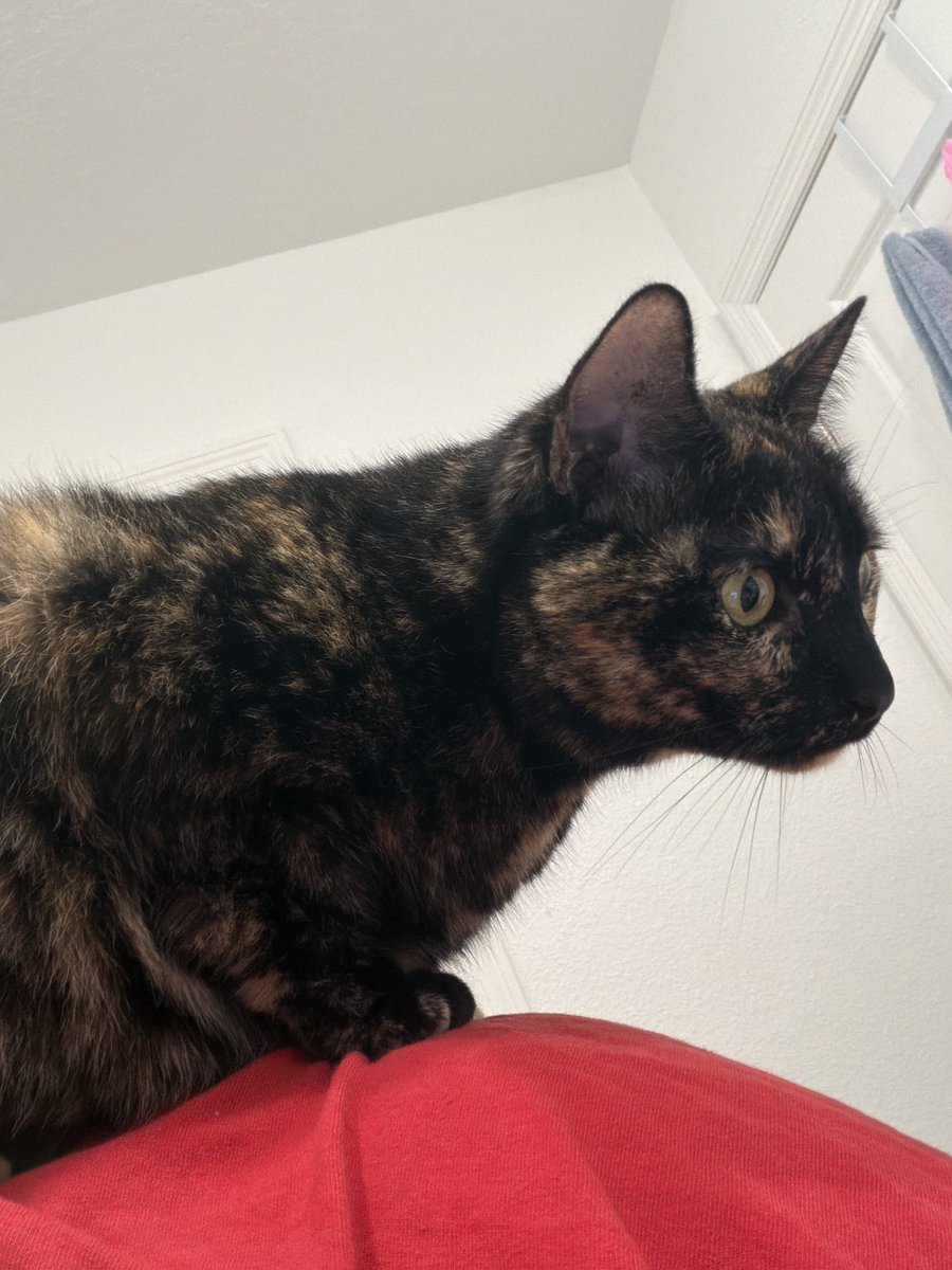 yoiinico's tweet photo. i was decorating my enha binder all of yesterday and i forgot about cat day…
#ilovemycat #mika #ihopemycatforgivesme #mycatisarockstar #imitsmanager #lunépets #weno https://t.co/YkgSshXh2l