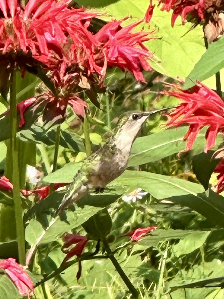 MDurnion's tweet photo. Tiny VIP wings at the Nectar Bar! #rubythroatedhummingbird #beebalm https://t.co/ApYYXP2AHF