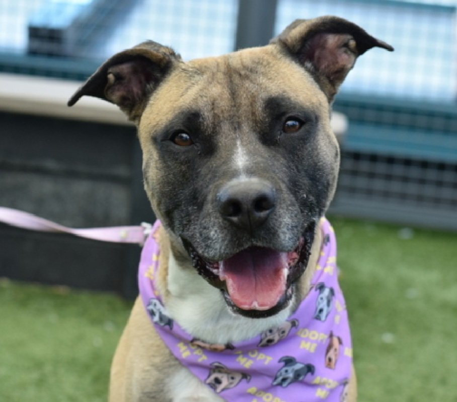 MorgFairsdogs's tweet photo. Papa 259551
Listed TBK 8/11
#NYCACC #RescueOnly
He is a cute 3 yr old
Easily leashed, social & engages with handlers
Highly dog reactive, kennel fighting
Lived with cats in prev home
Needs all adult home
Save Papa!
https://t.co/8vIvDDD1vx
#Pledge4Rescue #foster #adopt https://t.co/v4EuXcEdee