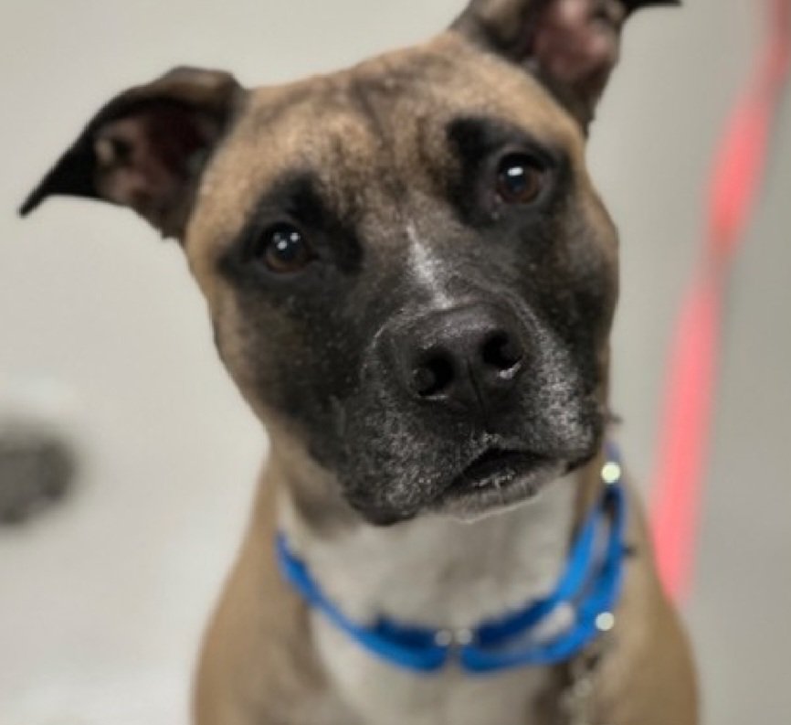 MorgFairsdogs's tweet photo. Papa 259551
Listed TBK 8/11
#NYCACC #RescueOnly
He is a cute 3 yr old
Easily leashed, social & engages with handlers
Highly dog reactive, kennel fighting
Lived with cats in prev home
Needs all adult home
Save Papa!
https://t.co/8vIvDDD1vx
#Pledge4Rescue #foster #adopt https://t.co/v4EuXcEdee