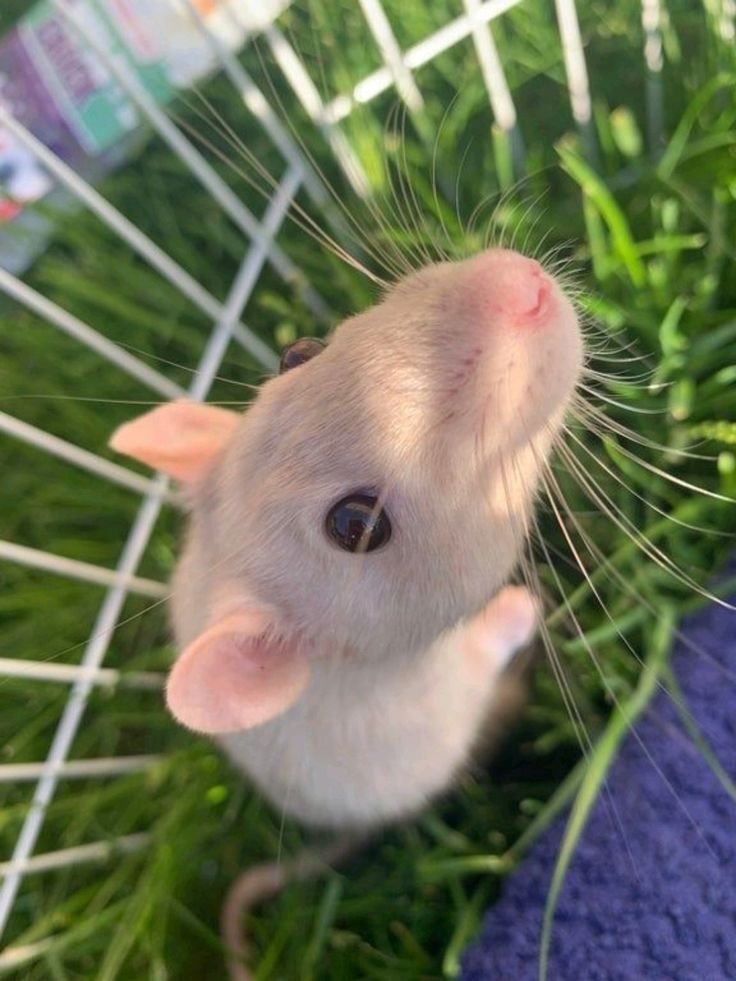 fluffygirlpaws's tweet photo. looks at you https://t.co/0YP2PrCUKB