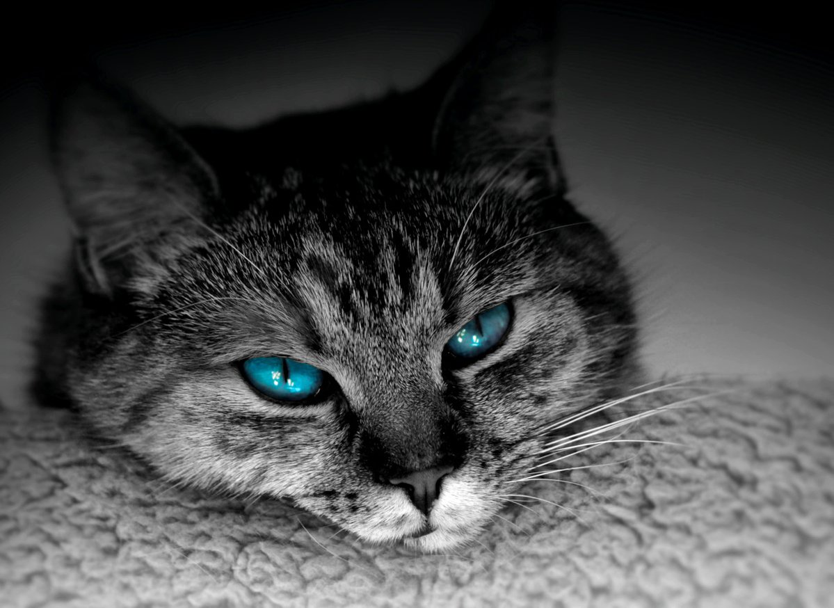 sologatti's tweet photo. Turquoise.
A different kind of gaze.
From Mystic Eyes Collection.
→ Full bundle: https://t.co/Y09Esmyi4q
#art #digitalart #catart #visualart #photography #felineart #ConceptCat https://t.co/PT1FdifyIO