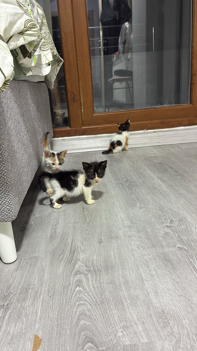 AsliBilicii's tweet photo. Lütfen okuyun. 
1 ay önce eve aldığımız yavru kedilerden biri hala yuvalanmamışken kardeşim bu dört kardeşi de çok pis bir yerde, perişan halde bulmuş. Hasta olduklarını düşünüp veterinere götürmüş ama vet hekim ciddi sorunları yok, bağışıklıkları düşük birkaç gün bağışıklık destekleyici yapalım demiş. Açıkçası götürürken eve alma gibi planımız bile yoktu çünkü gerçekten artık sayımız çok fazla. Bağışıklıkları artsın diye verilen takviyeyi bitirdikten sonra güvenli bir bölgeye bırakmak zorunda kalacağız. Mama falan yiyorlar, hareketliler. 
Bunu üzülerek söylemek zorundayım, sadece 3 gün var önümüzde yuva bulmak için. Evdeki diğer yavruyu bile soran bir kişi bile yokken bunları daha fazla tutamayacağız. Bu gördüğünüz iyi halleri, ilk hallerinde pislikten yüzleri görünmüyor. 
Sadece şanslarını denemek istedim. Bu 3 gün boyunca sık sık paylaşacağım. Siz de RT ederek destek olabilir misiniz?
Konum İSTANBUL
İletişim 05335586309