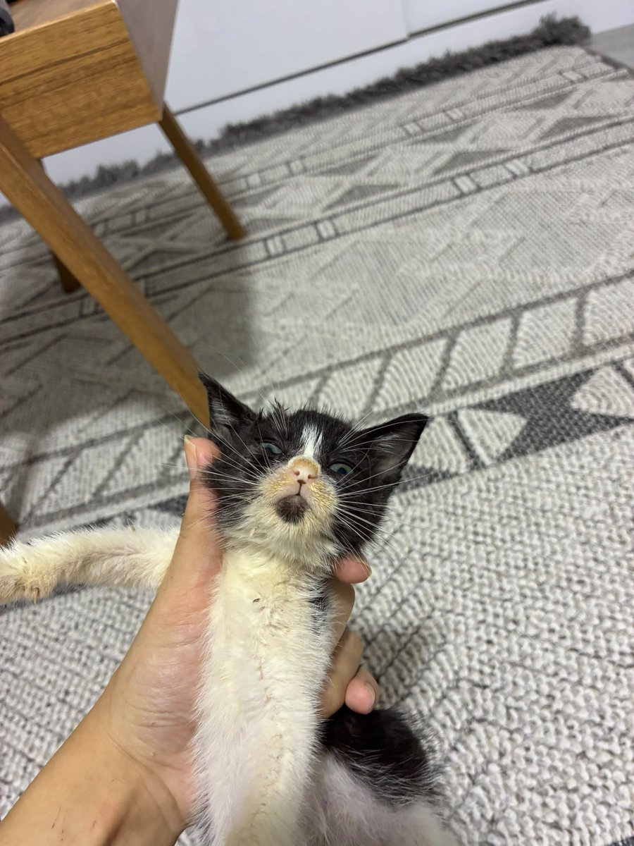 AsliBilicii's tweet photo. Lütfen okuyun. 
1 ay önce eve aldığımız yavru kedilerden biri hala yuvalanmamışken kardeşim bu dört kardeşi de çok pis bir yerde, perişan halde bulmuş. Hasta olduklarını düşünüp veterinere götürmüş ama vet hekim ciddi sorunları yok, bağışıklıkları düşük birkaç gün bağışıklık destekleyici yapalım demiş. Açıkçası götürürken eve alma gibi planımız bile yoktu çünkü gerçekten artık sayımız çok fazla. Bağışıklıkları artsın diye verilen takviyeyi bitirdikten sonra güvenli bir bölgeye bırakmak zorunda kalacağız. Mama falan yiyorlar, hareketliler. 
Bunu üzülerek söylemek zorundayım, sadece 3 gün var önümüzde yuva bulmak için. Evdeki diğer yavruyu bile soran bir kişi bile yokken bunları daha fazla tutamayacağız. Bu gördüğünüz iyi halleri, ilk hallerinde pislikten yüzleri görünmüyor. 
Sadece şanslarını denemek istedim. Bu 3 gün boyunca sık sık paylaşacağım. Siz de RT ederek destek olabilir misiniz?
Konum İSTANBUL
İletişim 05335586309