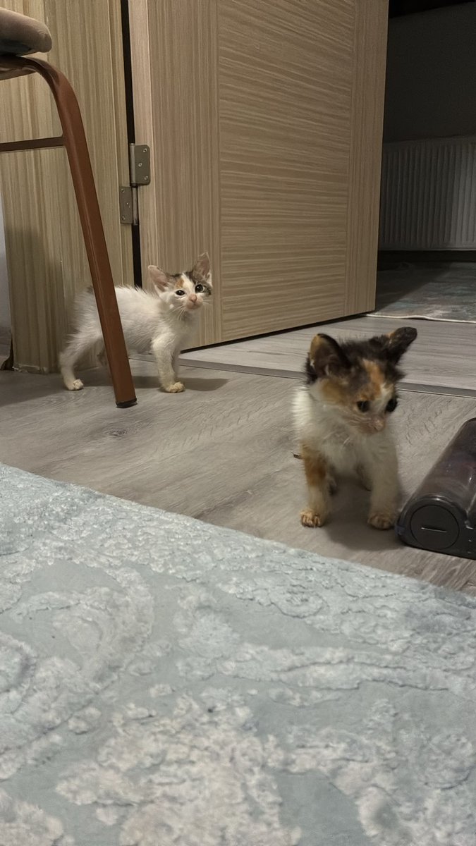 AsliBilicii's tweet photo. Lütfen okuyun. 
1 ay önce eve aldığımız yavru kedilerden biri hala yuvalanmamışken kardeşim bu dört kardeşi de çok pis bir yerde, perişan halde bulmuş. Hasta olduklarını düşünüp veterinere götürmüş ama vet hekim ciddi sorunları yok, bağışıklıkları düşük birkaç gün bağışıklık destekleyici yapalım demiş. Açıkçası götürürken eve alma gibi planımız bile yoktu çünkü gerçekten artık sayımız çok fazla. Bağışıklıkları artsın diye verilen takviyeyi bitirdikten sonra güvenli bir bölgeye bırakmak zorunda kalacağız. Mama falan yiyorlar, hareketliler. 
Bunu üzülerek söylemek zorundayım, sadece 3 gün var önümüzde yuva bulmak için. Evdeki diğer yavruyu bile soran bir kişi bile yokken bunları daha fazla tutamayacağız. Bu gördüğünüz iyi halleri, ilk hallerinde pislikten yüzleri görünmüyor. 
Sadece şanslarını denemek istedim. Bu 3 gün boyunca sık sık paylaşacağım. Siz de RT ederek destek olabilir misiniz?
Konum İSTANBUL
İletişim 05335586309