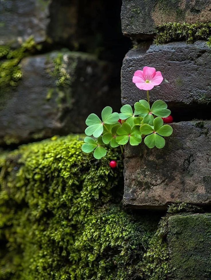 guloona_der's tweet photo. Life finds a way https://t.co/fU786HJAaB