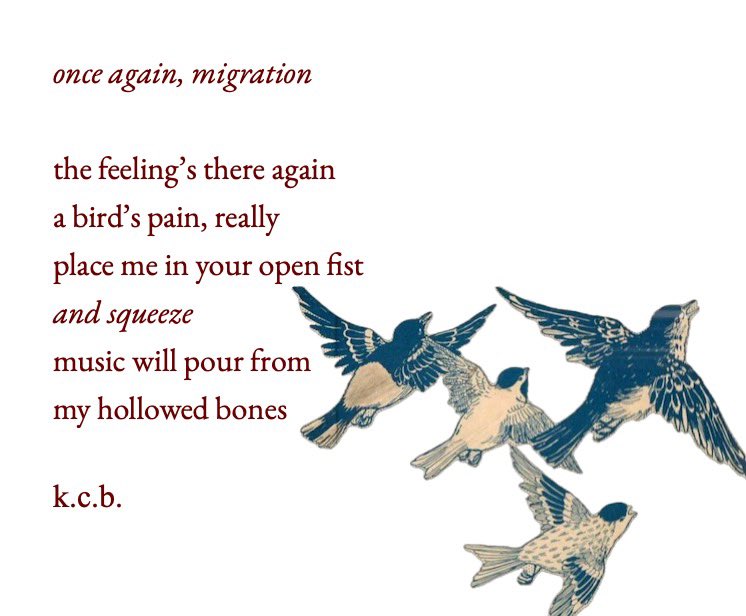 kaeleeclaire's tweet photo. happy #smallpoemsunday to all who celebrate 🦢 https://t.co/xuMIABVO9E