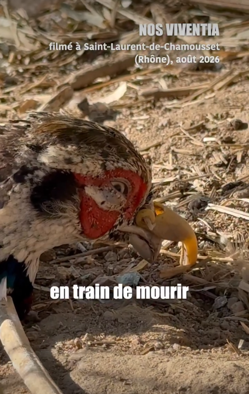 ChasseAbolition's tweet photo. #chasse #élevage #IlsNeRégulentPasIlsTuent #Palisirdetuer #animaux #sadisme #chasseur #crime #société #france #SaintLaurentDeChamousset 

Des dizaines de faisans qui agonisent, plusieurs centaines de morts.. cet élevage est un mouroir.
https://t.co/6bMFv0ASw9 https://t.co/zaIKdwBAiO