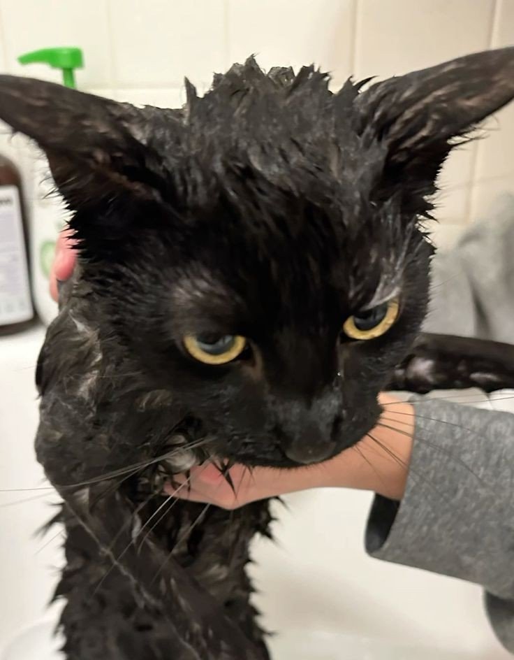 Muichirohourly's tweet photo. angry kitten. https://t.co/bdGLCEzqvC