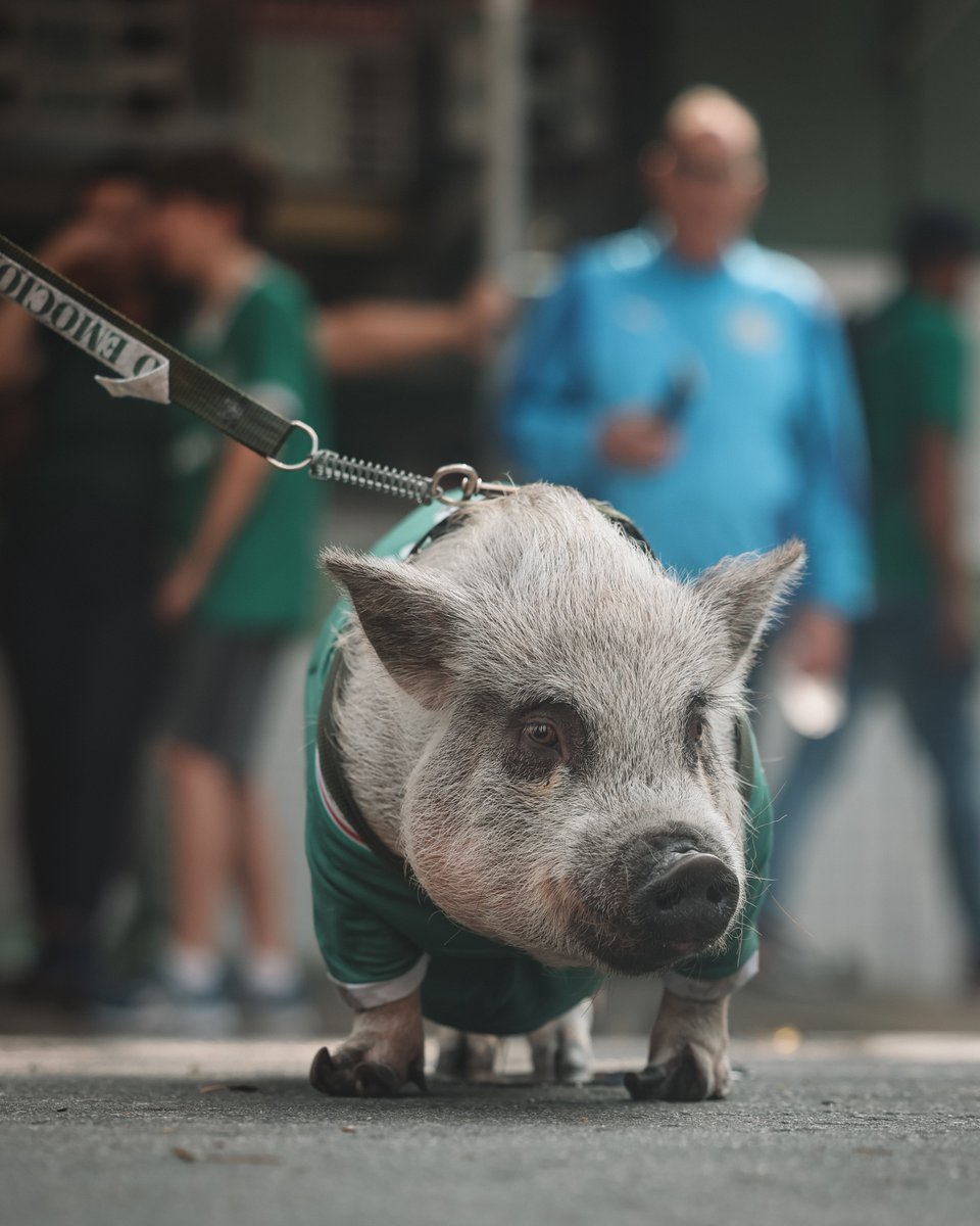 Palmeiras's tweet photo. Olê, porco! 🎶🐷 https://t.co/q6aw01ZFVo
