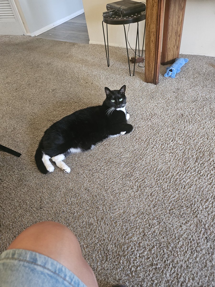 68stroker's tweet photo. @jmasseypoet Boots says hi... https://t.co/JPOUru38Jb