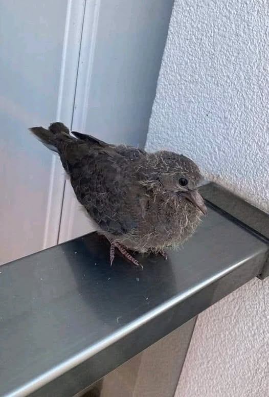 TOPRAK_2_'s tweet photo. Diyelimki balkonunuza veya pencerenizin önüne böyle yavru bir kumru veya başka bir kuş kondu. 
Yarası yok, yavru olduğu üstündeki sarı tüylerinden belli. 
Yürüyebilir kanatlarını açabiliyor ama gitmiyor. Hemen yardım etmek için eve alacaksanız almayın! 
Neden mi?
 Çünkü muhtemelen o yavrunun ebeveynleri tarafından ilk uçuş anına denk geldiniz. 
Ve siz göremeseniz de uzaklardan yavrusunu ve sizi izleyen anne babası mutlaka vardır. 
Ona yardımcı olmak istiyorsanız balkona çıkmayın, onu ürkütmeyin ve gizlice izleyin olacakları.
Eğer ona yaklaşıp yardımcı olmaya çalışırken onu ürkütmeniz ve kontrolsüz bir uçuşla yola düşürmeniz çok olası. 
Yem ve su da koymayın. 
Başka kuşların de dikkatini çekip o yavruya doğal düşman olan türleri de çağırabilirsiniz çünkü.
Bu aile bana ulaştıktan sonra beklemelerini söylemiştim. 
Genelde bunu söyleyince kısa cevap verdiğimi düşünüp pek ikna olmuyorlar hatta iglilenmediğimi düşünüyorlar ama bakın sonra ne oluyor. 
Anne baba ortalık güvenli olunca yavrusuna gelip onu besliyor :Çocuk atölyelerimizde bunu canlandırıyoruz belki izleyenleriniz olmuştur. Anne kuş yavrusunu açlıkla terbiye eder. Büyüyünce yavrusunu yuvadan uzaklaştırıp gerçek hayata alışması için dışarıda besler. Yavru ise yuvadan istemeye istemeye karnını doyurmak için çıkmak zorunda kalır.
Yavru açlık korkusuyla annesinin peşinde önce kısa uçuşlar yapar. 
Sonra cesareti günden güne artınca uçmayı da böylelikle öğrenir. 
İşte bu aşamada denk gelinen bir Küçük Kumru ailesi görsellerdeki.
 Hikayenin sonu mutlu sonla bitti. Yavru annesinin peşinde başka balkona uçmuş 🙂
Doğanın bize hiç bir zaman ihtiyacı yoktur. Yuva yakınına yem su koymayın. 
Annesi gelmiyor sanıp yavruyu eve taşımayın. Soğuktan etkilenir diye yakalamaya çalışmayın. Hiç ellememeniz inanın en iyisi. 
Bir hayat dersini ortasından bölebilirsiniz. 
Hatta yavruyu yere düşürebilirsiniz.
Anne kuş, yavrular tüylenip yuvaya sığmaz hale gelince yuvanın yakınlarında onları gözleyebileceği bir noktada yatar akşamları. Gün içerisinde besleyip gider pek yavrunun başında durmaz günden güne Bakın bu yavruların hepsi bu anlattığım hikayedeki gibi insanların iyi niyetle yardımcı olmaya çalışıp annesi terk etti sanılarak eve alınan kuşlar maalesef ailelerinden koparılarak öksüz kaldılar. 
Kumrular, kırlangıçlar, kargalar hatta baykuşlar. Şehirlerimizi paylaşmak zorunda olduğumuz kuşlar. 
Bu anlattıklarım çoğu tür için geçerli. 
Aklınızda olsun. 
Paylaşarak başka insanların da bu konuda bilgilenmesini sağlayabilirsiniz.
Alper Tüydeş