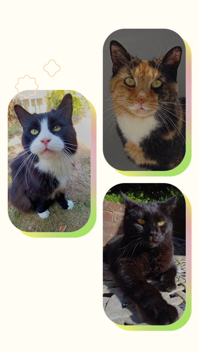 The_3_Beans's tweet photo. @houdini_cat We and the 3 Beans send love and healing thoughts 🤞🏻❤️ https://t.co/IT9VKjWEqj