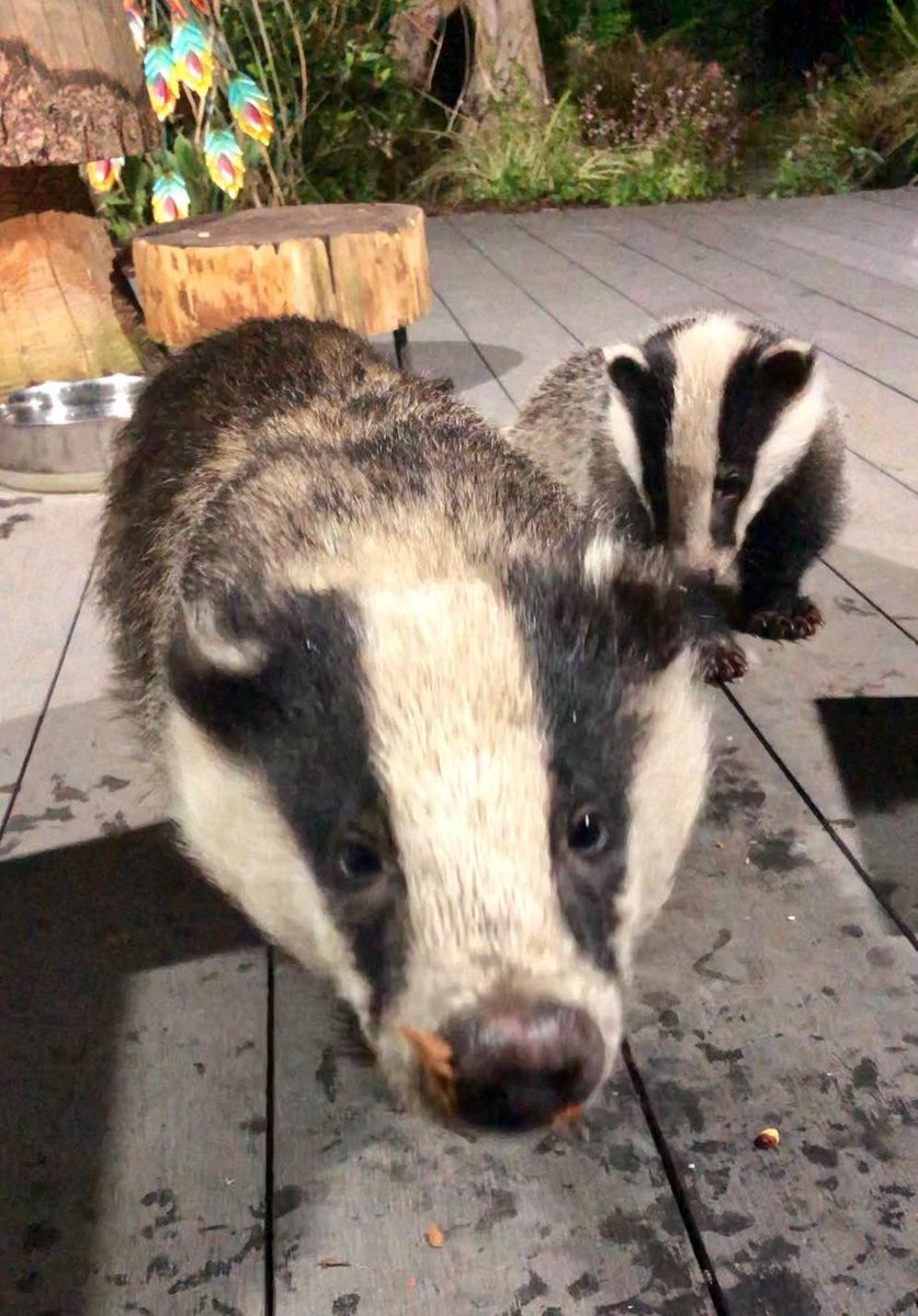 LumpyandFriends's tweet photo. Our little shop is really struggling and I think this may be our last year if things don’t pick up so please take a look plus THIS WEEKEND ONLY 🌟
‼️10% 20% 30% up to 50% 
A plea from the Nut Fairy we need your help to keep going.
Would any of you kindly like to support Mr Lumpy & Friends.
You can help by making purchasers or donations from our little online gift shop which not only helps us it also helps the wildlife organisations that we support. 
If you can then this Nut Fairy very much appreciates it. 🐾🐾🦡🦊❤️

https://t.co/pyC5gb79S0

https://t.co/fIk2cY5mkm 
Thank You 🙏