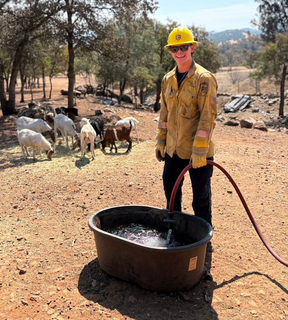 CAL_FIRE's tweet photo. CAL FIRE to the rescue! 🐐💧

As repopulation efforts continued following the Gann Fire, firefighters from the CAL FIRE Tuolumne-Calaveras Unit came across a thirsty herd of goats. https://t.co/KHtV4xAv9q