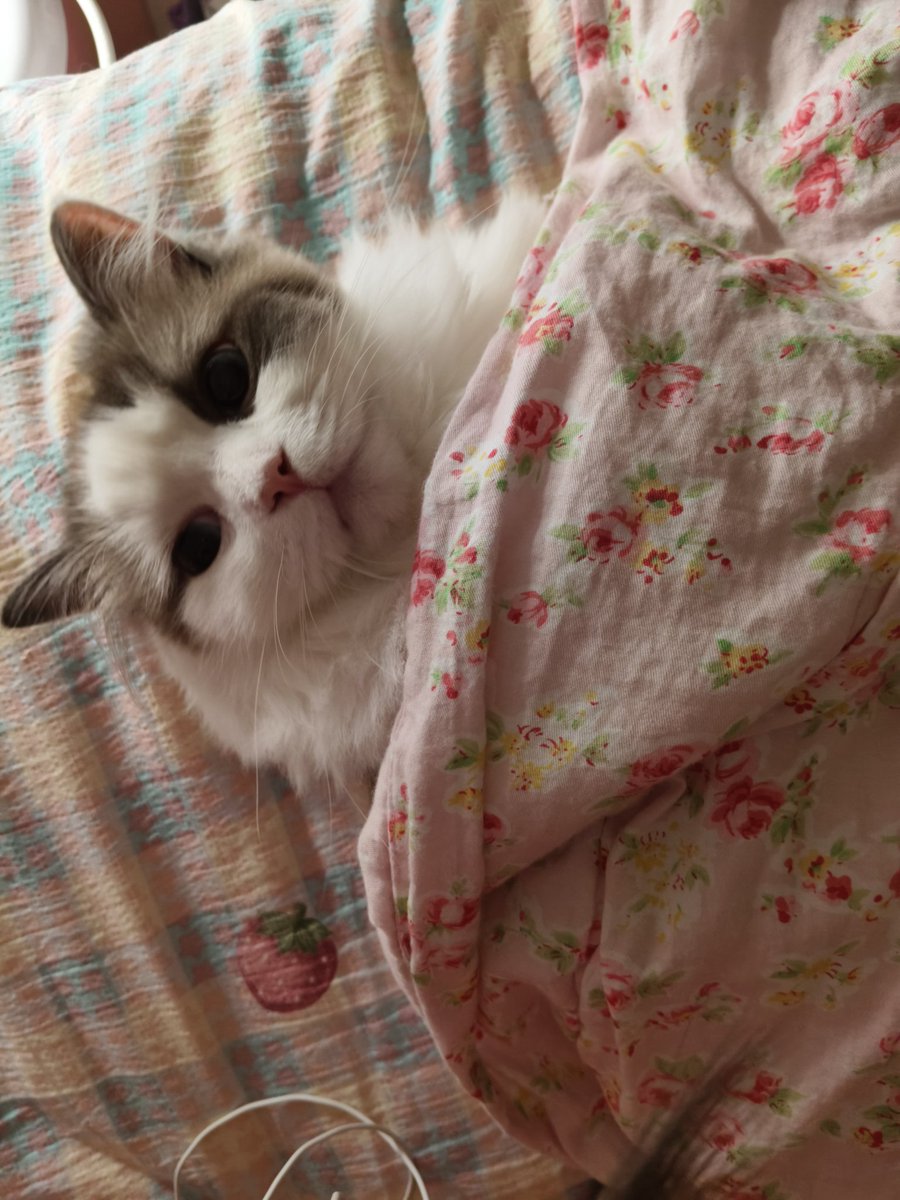 mengchenf6kc's tweet photo. 我的猫儿 https://t.co/WhjLBX3SnI