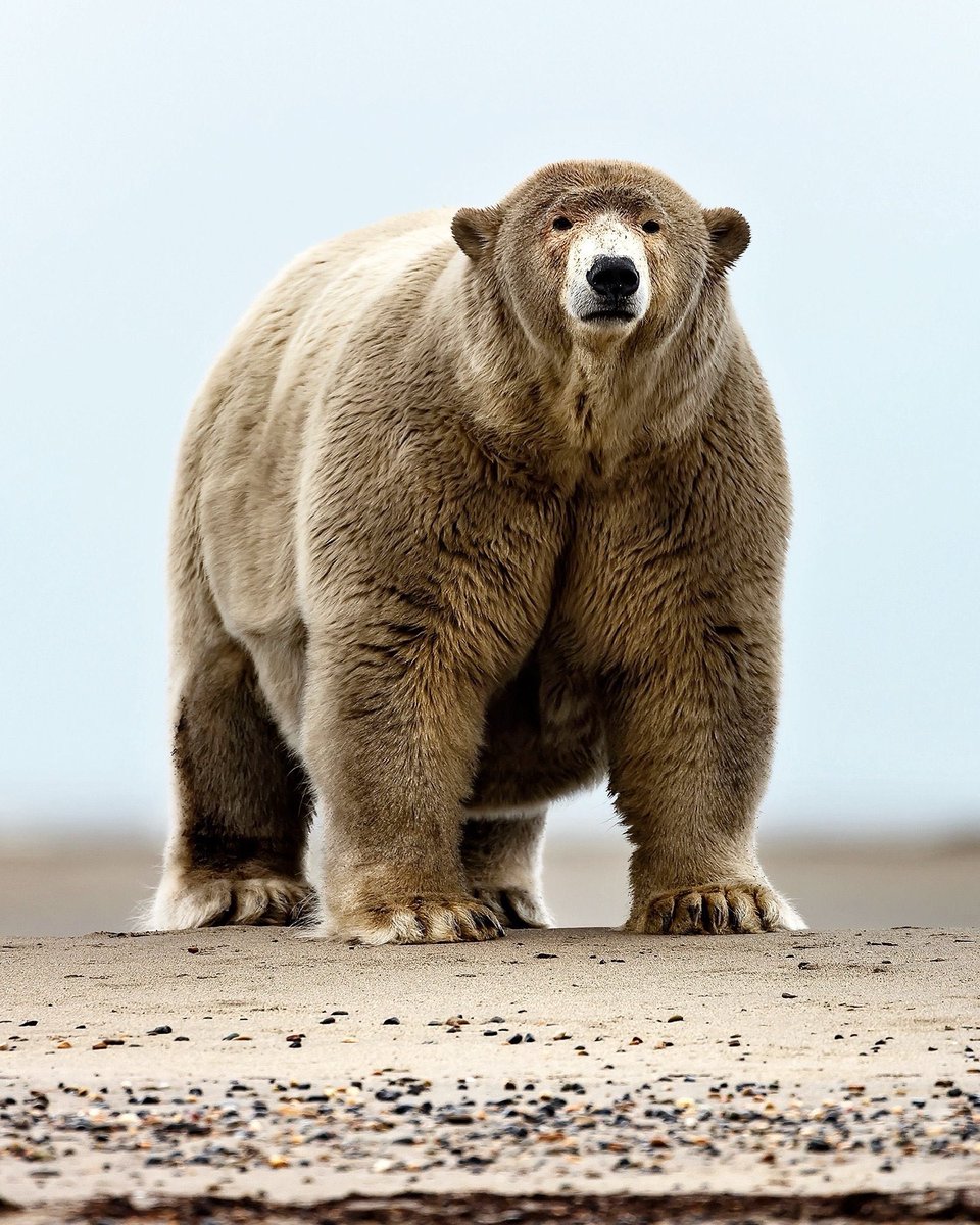 EvolveWildlife's tweet photo. Meet Fat Albert - one of Alaska's largest alpha male polar bears. He weighs over 1,000 pounds and roams the shores of Barter Island.

📷 Ed Boudreau https://t.co/xShaHYpfn9