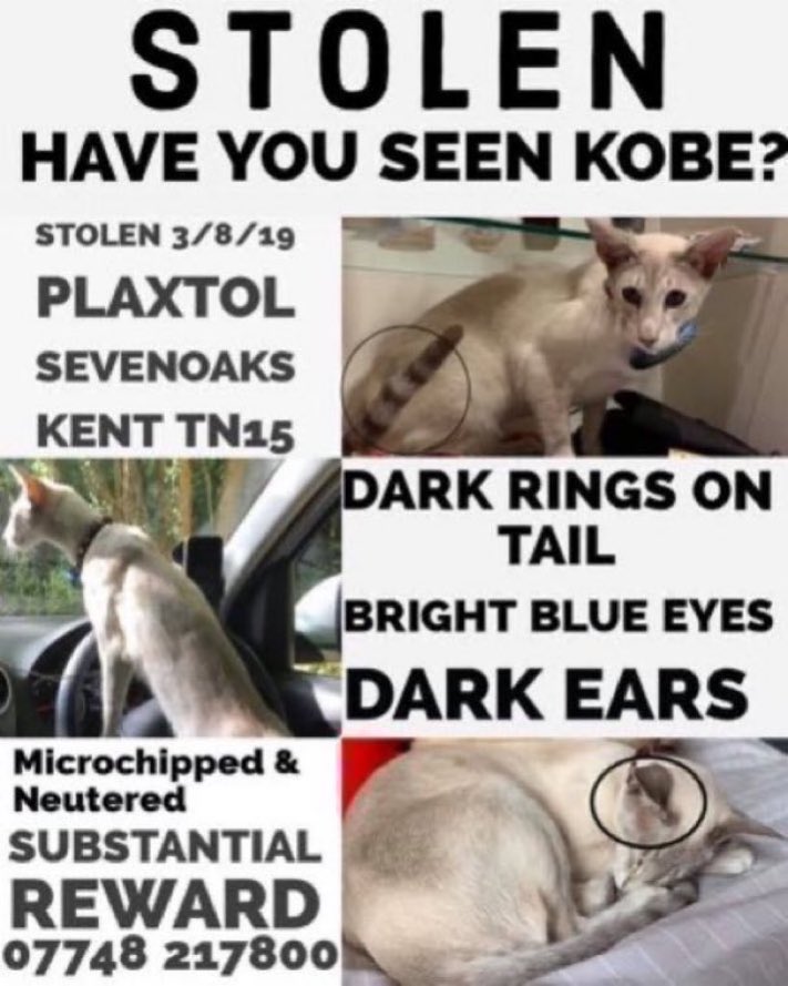 LisaClareRead2's tweet photo. Please RT #stolendoghour 
7 years ago Kobe was stolen 💔😢 
Have you seen him?
Stolen on 3rd August 2019 from Plaxtol, Sevenoaks, #Kent #TN15 
Please RT and help get this boy back home where he belongs 🙏💕
#Caturday #StolenCat #Siamese
@FindKobe https://t.co/GqXLg2J91d