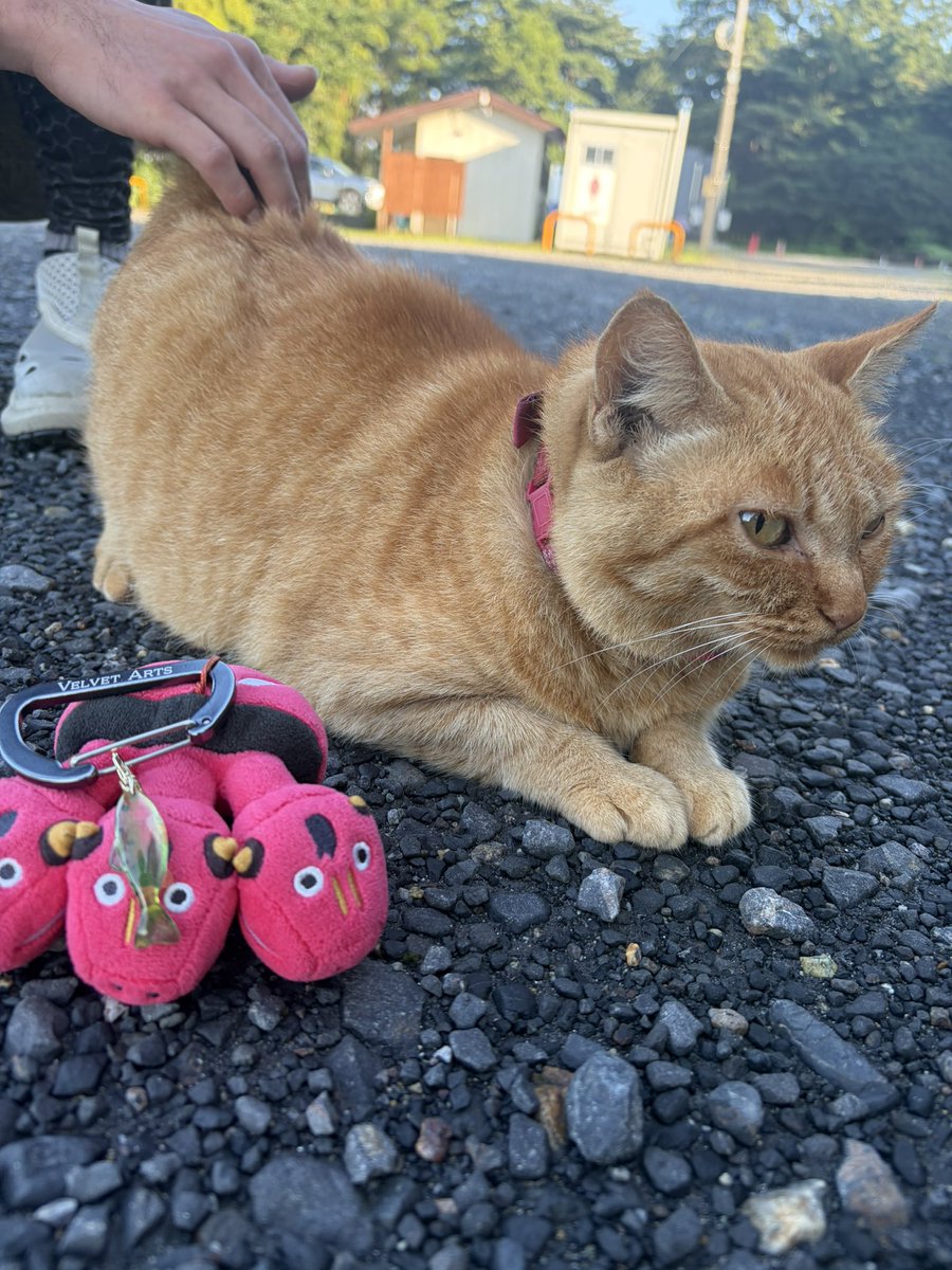 uchida_fishing_'s tweet photo. 今日は猫カフェに来ました♪ https://t.co/m0Rd5wbeNx