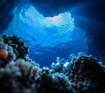 Divemaster_hyde's tweet photo. 藍と紫が溶け合う時間、息をひとつ深く吸った。

#癒し #海のある暮らし #水中世界 #静寂 #diving #oceantherapy https://t.co/CiUpuoNcz6