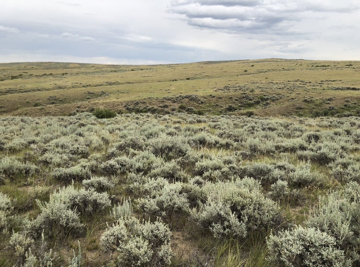 JamesNyenhuis's tweet photo. Native undisturbed landscape north of Midwest, north-central Wyoming. Mining and oil &amp; gas extraction pressures nearby but beautiful sagebrush/mixed grasslands today. Stable surface with minimal erosion. Gotta love wide-open Wyoming! https://t.co/T54ROW6b7b