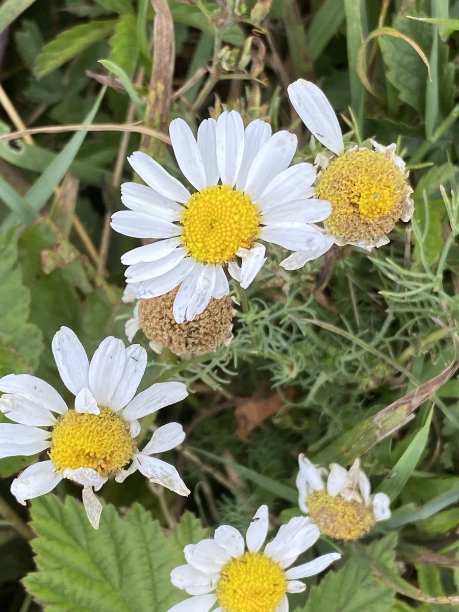 BrennanMartine's tweet photo. Scentless Mayweed (?) for #wildflowerhour #daisychallenge, locally in Laois. @wildflower_hour https://t.co/qTyFvUGcfW