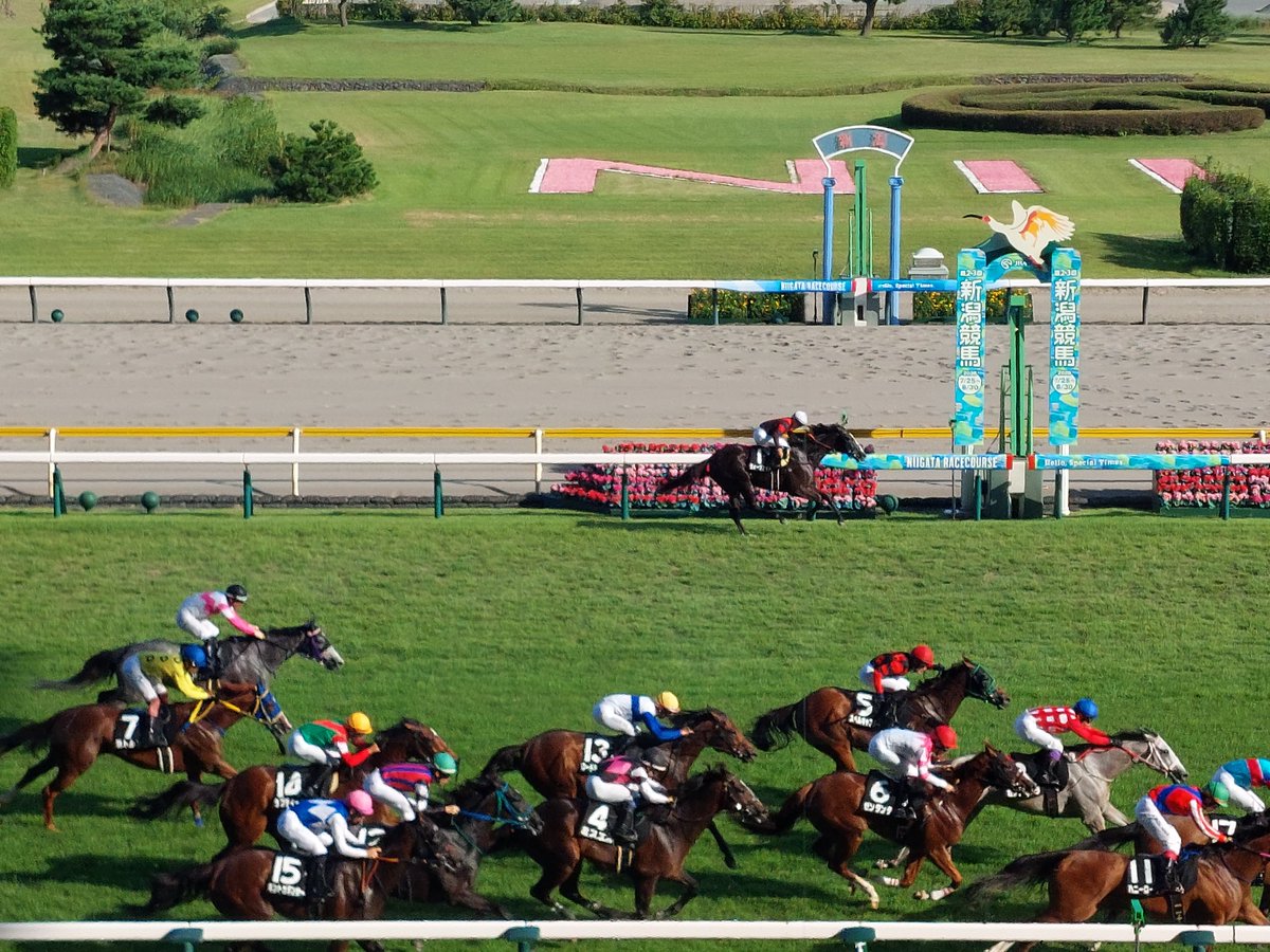 rezy_smith's tweet photo. 新潟旅行の目的は新潟競馬場🏇。
日本唯一の1000メートル直線コース。これを土日ともゴール前で観戦し、3連複的中で大満足です。
日曜は１枠の佐々木騎手が腹を括り１頭で外ラチ独走。あわやの４着で沸いてました。佐々木のこういうところが好きだ。
#新潟競馬場 #千直 #韋駄天ステークス #佐々木大輔 https://t.co/I1GjucKXn4