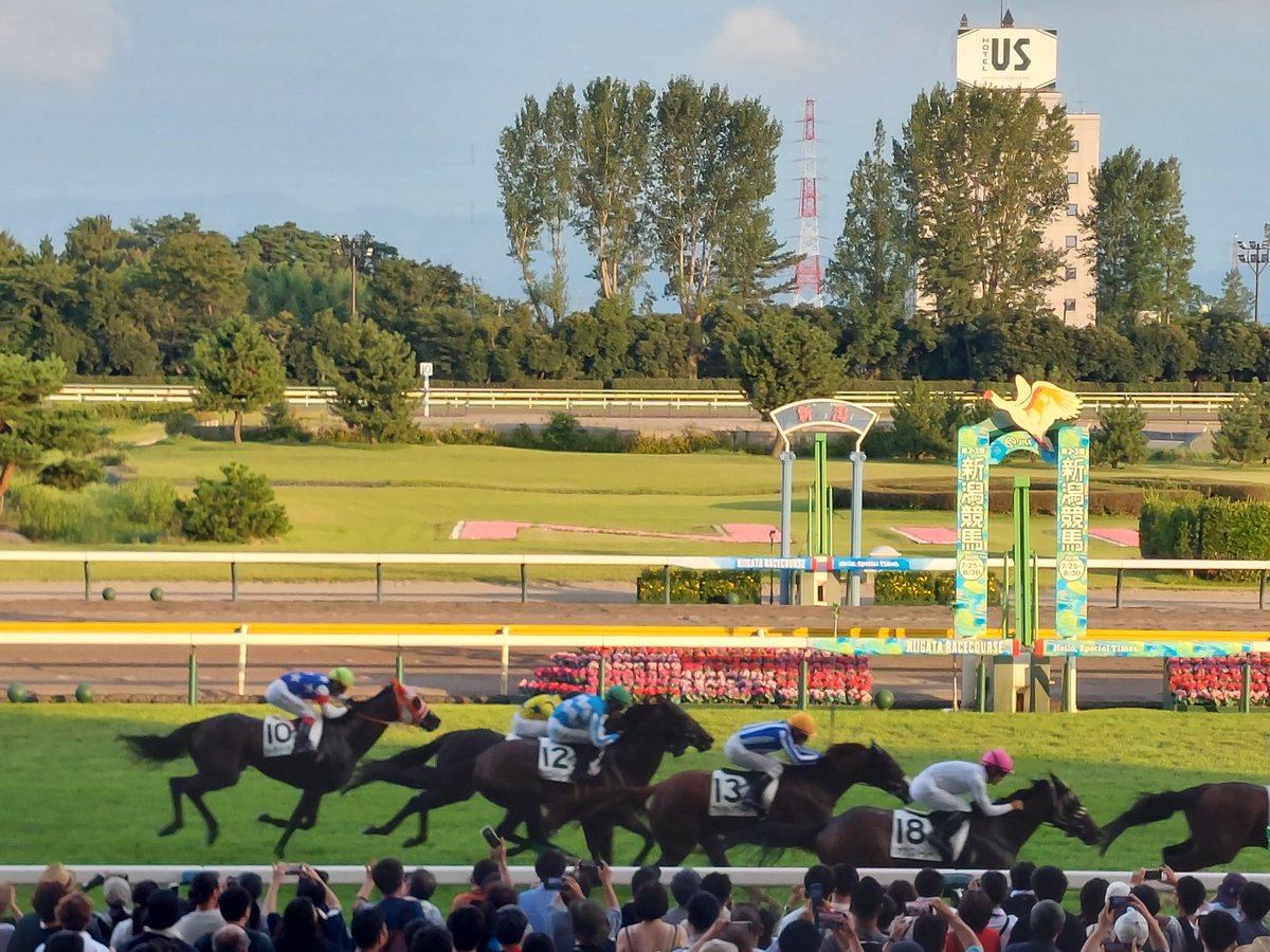 rezy_smith's tweet photo. 新潟旅行の目的は新潟競馬場🏇。
日本唯一の1000メートル直線コース。これを土日ともゴール前で観戦し、3連複的中で大満足です。
日曜は１枠の佐々木騎手が腹を括り１頭で外ラチ独走。あわやの４着で沸いてました。佐々木のこういうところが好きだ。
#新潟競馬場 #千直 #韋駄天ステークス #佐々木大輔 https://t.co/I1GjucKXn4