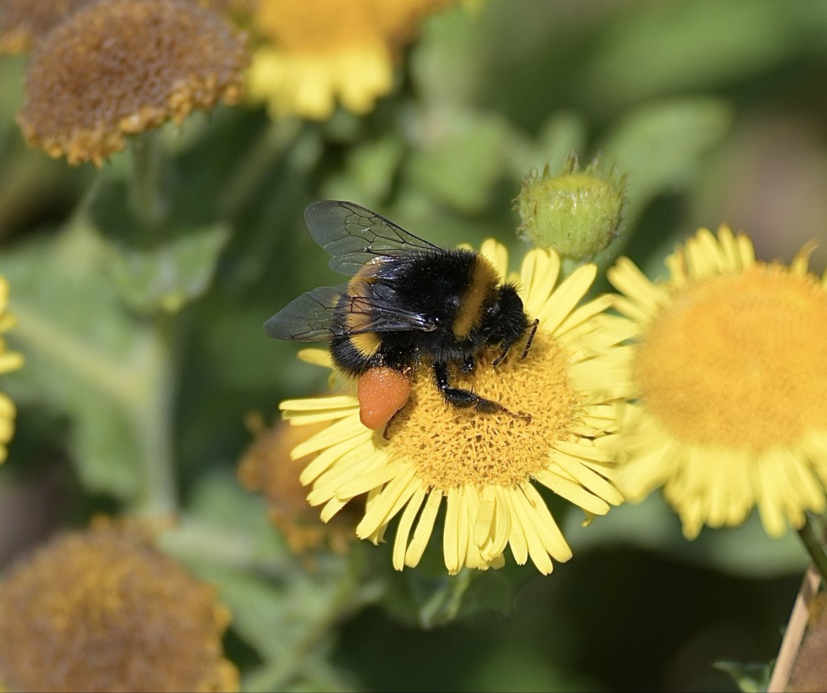 lancsgp's tweet photo. Pollen laden Bumblebee on Common Fleabane #Ainsdale dunes #daisychallenge #wildflowerhour https://t.co/kII8nsAI97