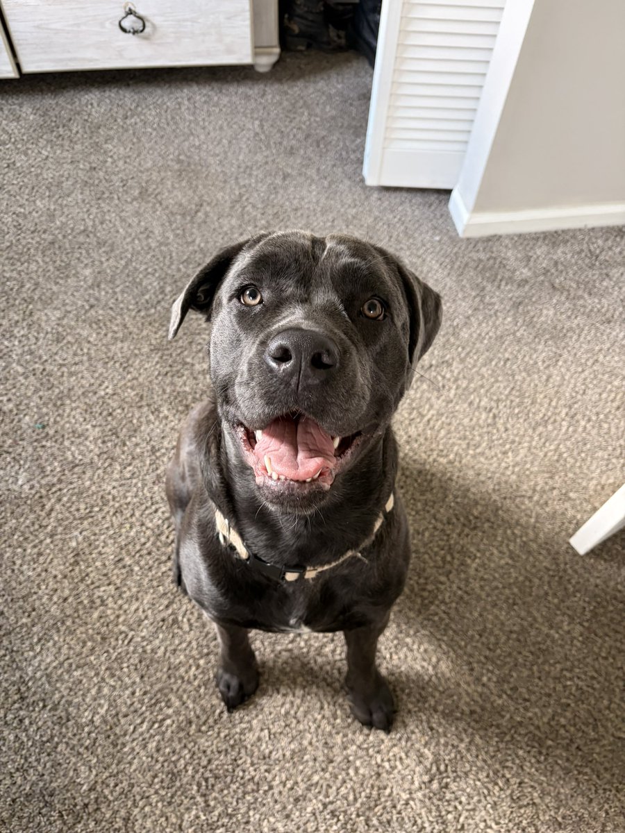 Bittle413's tweet photo. Being a Cane Corso owner has made me a much more strict domme. Like why does my 9 month old puppy obey better than a grown man 😂 https://t.co/NfEcL29y76