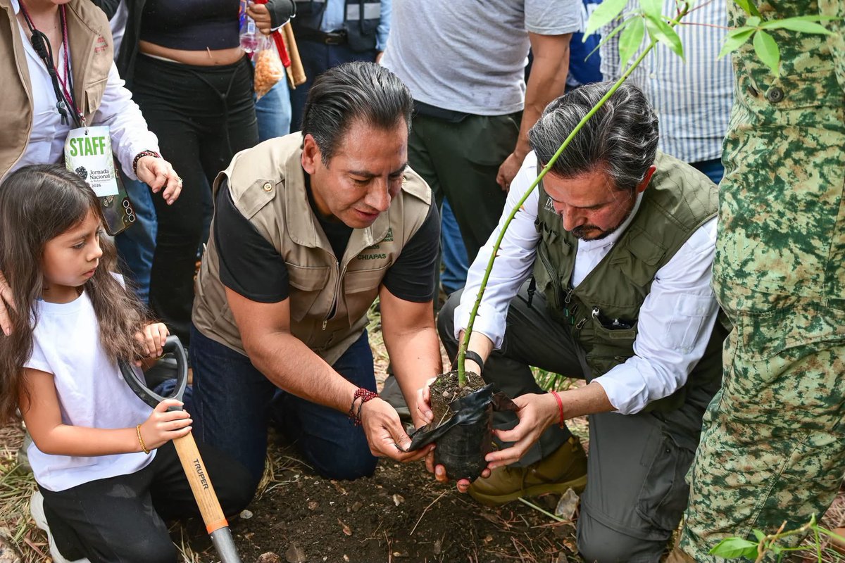 zoerobledo's tweet photo. 🌱💚 En representación de la presidenta de México, @Claudiashein, acompañamos al gobernador @ramirezlalo_ en la Jornada Nacional de Reforestación 2026.

🌳 Desde el predio Loma Larga, en el emblemático Parque Nacional Cañón del Sumidero, arrancamos la reforestación  de 30 hectáreas con 24 mil árboles de ceiba, guanacastle, primaveras,  matilishuate, flamboyant, hormiguillo, nambimbo, palo mulato y caoba.

Y en todo el estado, lograremos más de un millón 100 mil de plantas y árboles reforestados, lo que significa que 1 de cada 6 árboles sembrados en el país será de nuestro estado. 

🌎 Sembrar un árbol es sembrar vida, agua, sombra y mucho Porvenir.

Hoy #Chiapas demuestra que cuidar la naturaleza también es cuidar a las comunidades y a las generaciones que vienen. 💚