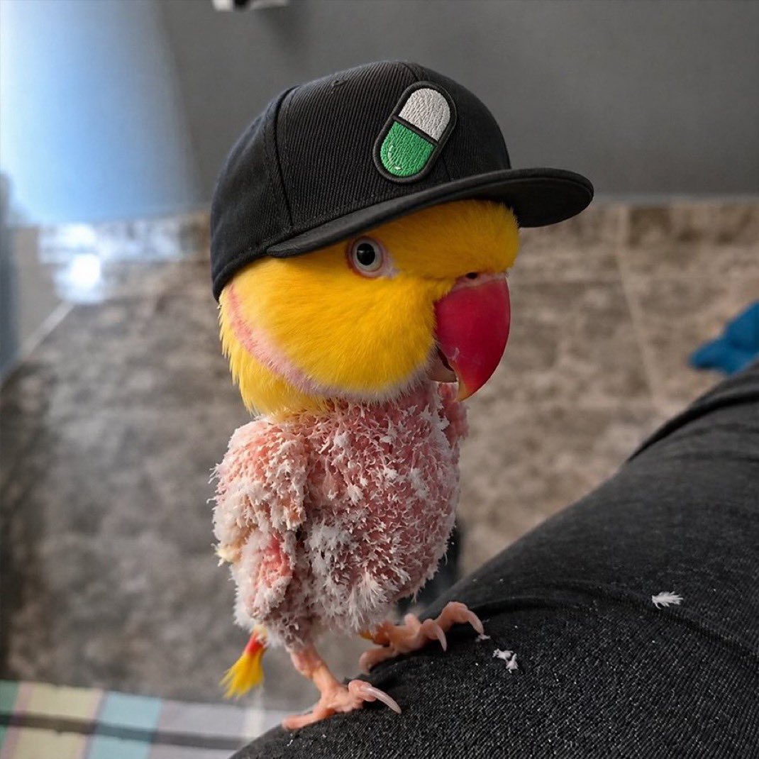 KrazyKracker303's tweet photo. @blknoiz06 Stressing about $Kadu 
Homie needs a jacket or something https://t.co/lIuJVv3Vbk