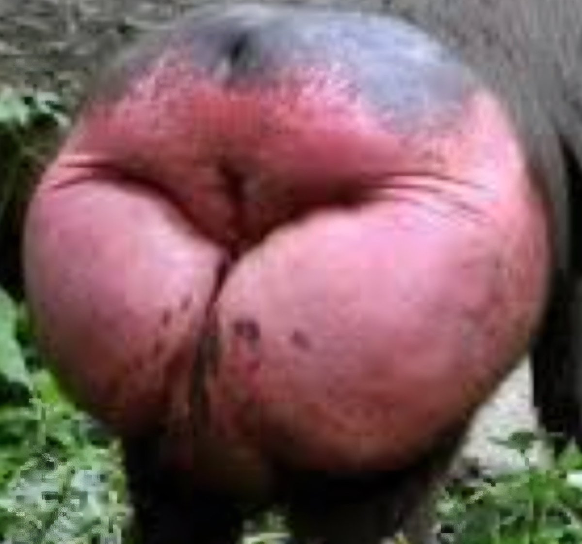 DonVocero's tweet photo. Una es la boca de Sansores, el otro es la cola de un mandril en celo.
Encuentra las 5 diferencias. https://t.co/YLBv9ogGsu