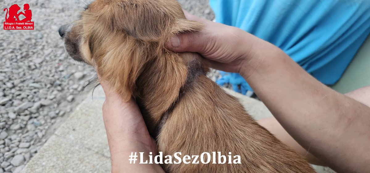 LidaSezOlbia's tweet photo. Olbia, 09.08.2026
Non so perché il mio cuore abbia scelto questo nome per te, Melania. Forse perché suonava dolce come la carezza che per troppi anni ti è stata negata, o forse perché serviva un nome nuovo ➡️ https://t.co/IWewsGqb7l https://t.co/82Ge1AmRfe