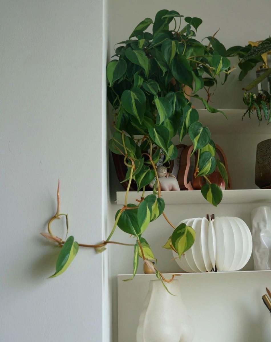 JeniseYorkey's tweet photo. Keep your pothos happy by rotating it 1/4 turn weekly—this ensures even growth so it won’t lean toward the light! https://t.co/BiDQWWQZVW