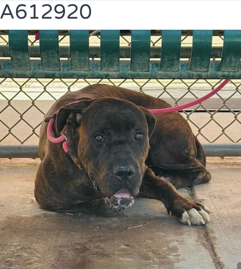 luv2laugh12's tweet photo. Can anyone save Smoochie? 🙏
She’s only 1 yr old, listed as a Cane Corso, 83 lbs. 
Described as fearful but “soft and gentle as a butterfly”!; also appears to be dog friendly. 

Smoochie is set to be 💉on Wednesday 8/12 at 6:30 a.m. at Stanislaus Animal Services Agency in Modesto, CA.
