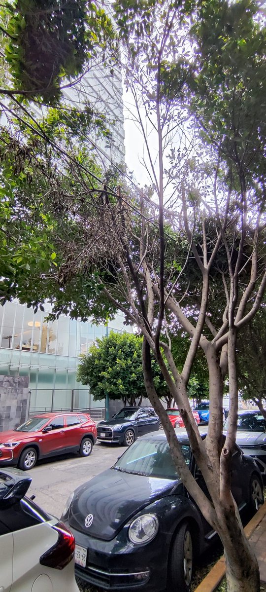 ColPeriodista1's tweet photo. Solicitud de Poda en Rafael Aldulcin entre Reyes Espíndola y Gomez Ugarte en Colonia Periodista Alcaldía Miguel Hidalgo @MHcesac @OlaMHmx @mauriciotabe @locatel_mx https://t.co/DXye5T626W