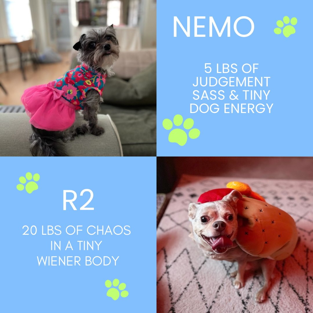 R2andNemoUGC's tweet photo. @Dolvira9 Hi! 👋 We’d love to be considered! I create fun, relatable pet UGC featuring my two pups, R2 &amp; Nemo 🐶✨ We’d be a great fit!

Portfolio: https://t.co/dLuoMjyAMK https://t.co/wClvi1eclv