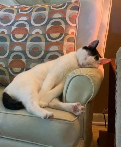 gatinarios's tweet photo. pais dormindo no sofá depois do almoço de domingo https://t.co/LG9AUcEI6x