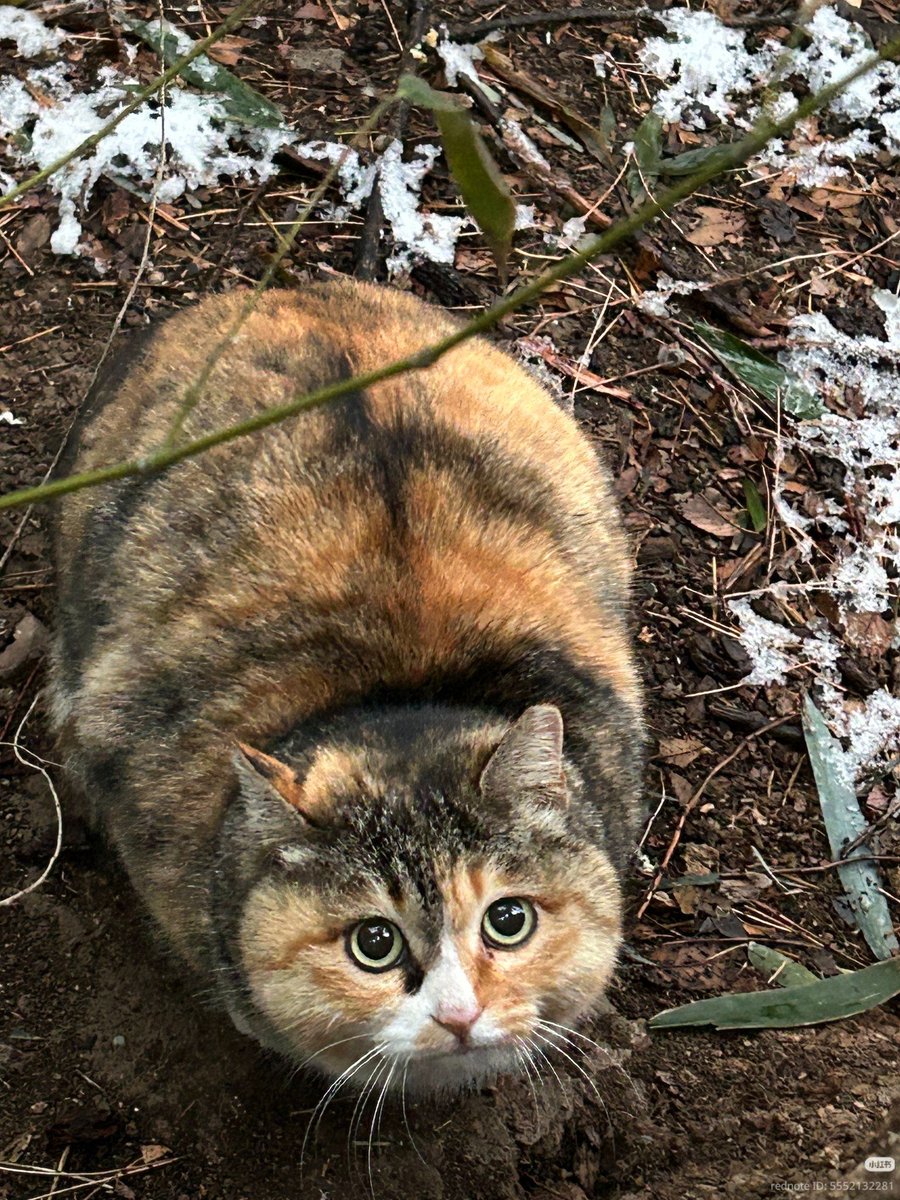 Cats_ooc's tweet photo. https://t.co/8HqLVk6TLl