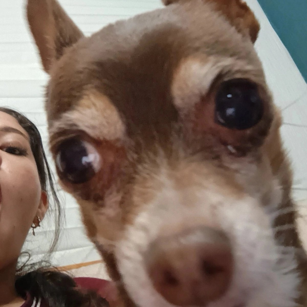 fapagety's tweet photo. KAJDJSKAJSHJAKSHAJA saluden a mi perro https://t.co/TcwiScrNdo