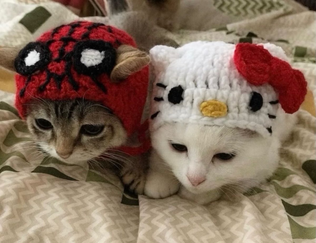 catsdotjpg's tweet photo. https://t.co/l7pL4xvs4k