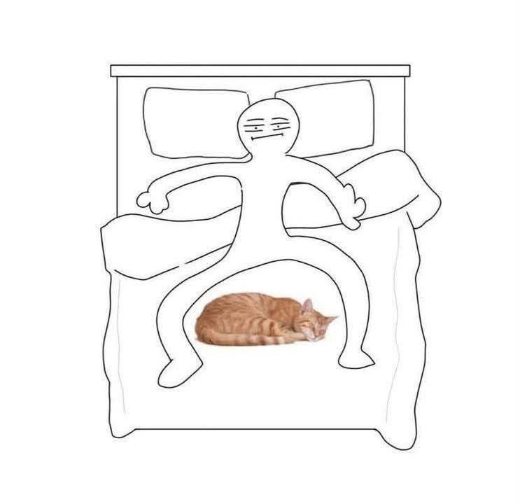 Cutecatpost tweet picture