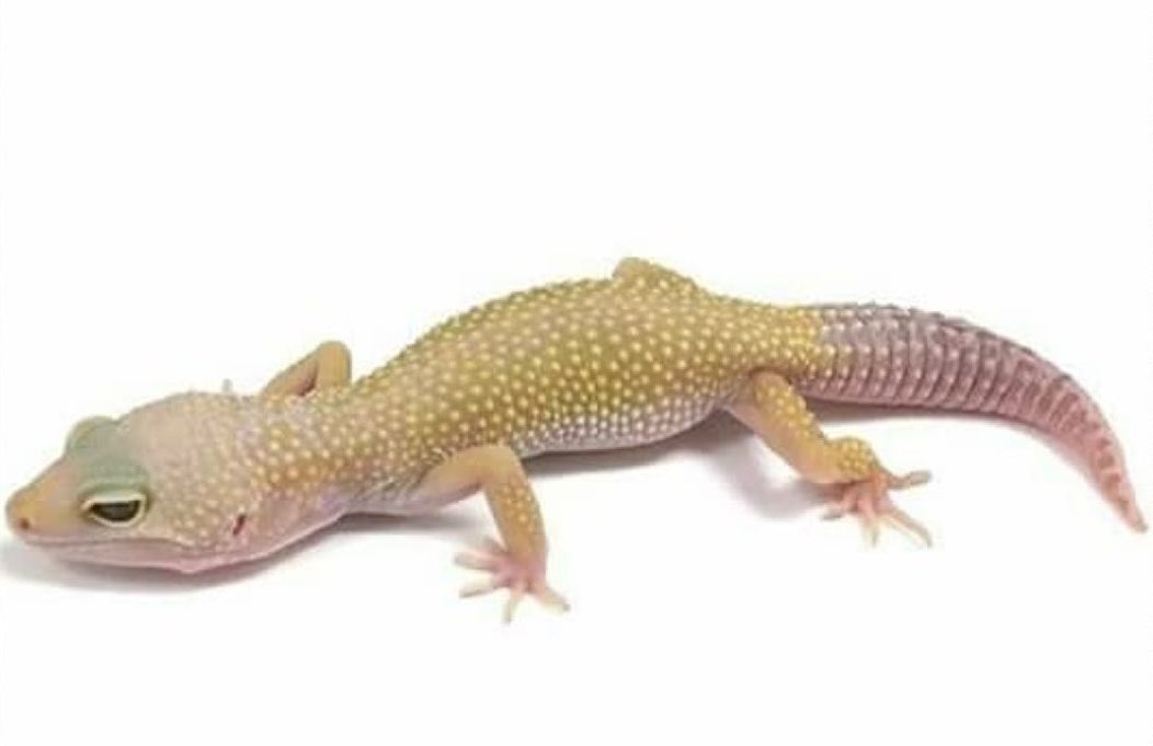 MansourDasylva's tweet photo. 🚨Mane keep kouffi wakh ni ce n’est pas nuisible ni inoffensif garder-le pour vous mane mom lii yonnété bi wakh rék:

 Le Prophète ﷺ a ordonné de tuer le gecko (الوزغ) ou Ounkou(en wolof) qu’il a qualifié de fûwaysiq (petite créature nuisible).
Les principaux hadiths authentiques (Bukhârî et Muslim) rapportent :
-L’ordre donné à Oum Sharîk de tuer les geckos(ounkou), en précisant qu’ils soufflaient sur le feu d’Ibrâhîm.

-Sa’d ibn Abî Waqqâs confirme l’ordre et le nom de fûwaysiq (petite créature nuisible)
-Aïcha rapporte le qualificatif de fûwaysiq et appliquait elle-même l’ordre (elle gardait une lance pour les tuer).
-Abû Hurayra rapporte la récompense : 100 bonnes actions (ou 70) pour le premier coup, moins pour les suivants.
Les Compagnons (surtout Aïcha) expliquaient que, lorsque Ibrâhîm fut jeté dans le feu, toutes les créatures essayèrent de l’éteindre sauf le gecko(ounkou) qui l’attisait.

Allah ﷻ a ordonné à plusieurs reprises dans le Coran d’obéir au Prophète et de le prendre comme modèle :

-« Ô vous qui avez cru ! Obéissez à Allah, et obéissez au Messager et à ceux d’entre vous qui détiennent le commandement. » (Sourate an-Nisâ’, 4:59)
-« Quiconque obéit au Messager obéit certainement à Allah. » (Sourate an-Nisâ’, 4:80)
-« En effet, vous avez dans le Messager d’Allah un excellent modèle [à suivre], pour quiconque espère en Allah et au Jour dernier et invoque Allah fréquemment. » (Sourate al-Ahzâb, 33:21)
-« Prenez ce que le Messager vous donne ; et ce qu’il vous interdit, abstenez-vous-en. Et craignez Allah, car Allah est dur en punition. » (Sourate al-Hashr, 59:7)

Ainsi, tuer le gecko(ounkou) lorsque l’occasion se présente n’est pas une simple anecdote, mais une application concrète de l’obéissance au Prophète ﷺ, comme l’ont fait les meilleurs des générations : les Compagnons. Qu’Allah nous accorde de suivre sa Sunna dans les grandes comme dans les petites choses. 

Āmīn.

— MANSOUR DASYLVA —
Ndongo Daara, Soppé sunnah