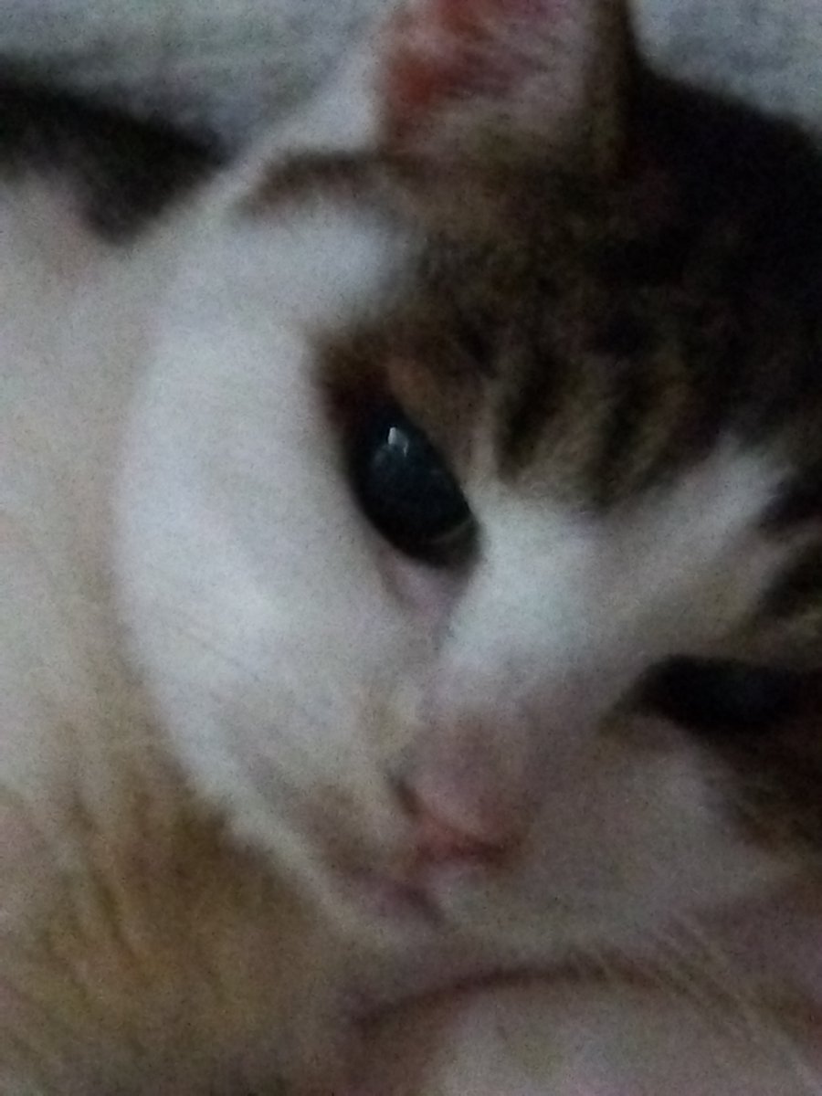 meme6449's tweet photo. おはようございます♪

今朝もタマちゃんには定時に起こされましたが、外に出たら風が心地良くってさっそく野菜さんに水やりを…😊
家に入ったらアチラコチラ蚊に刺された後が痒くってムヒを塗りまくりました😂
今年蚊が多く感じます💦

今週もタマちゃん共々宜しくお願いします☘️

こんな顔でも21歳😸 https://t.co/WhslQj2KaH